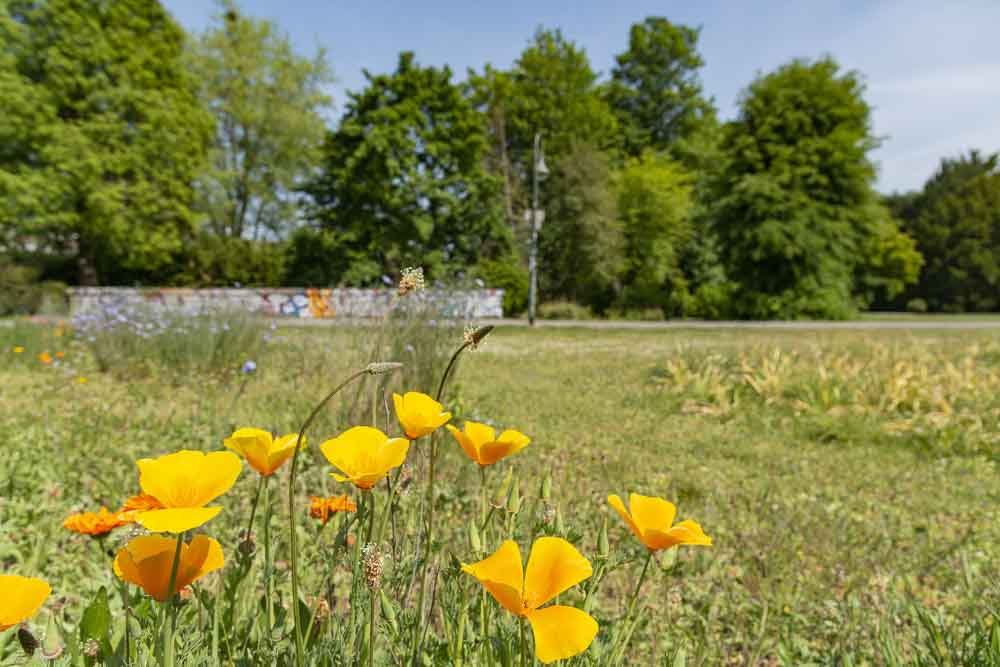 Volksgarten Düsseldorf