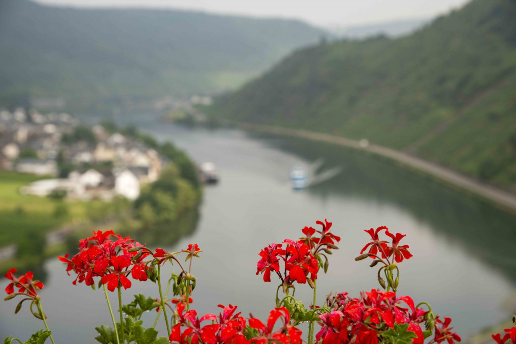 Blick von der Burg auf die Mosel