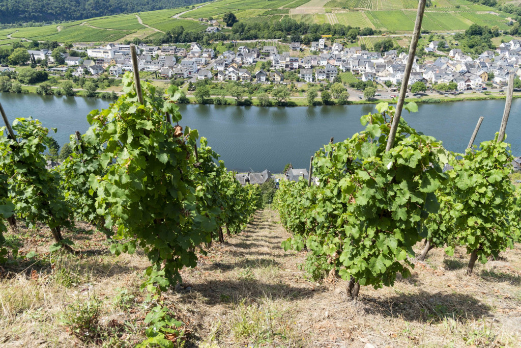 steile Weinberge in Zell