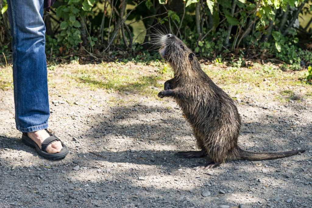 zahmer Nutria an der Nidda