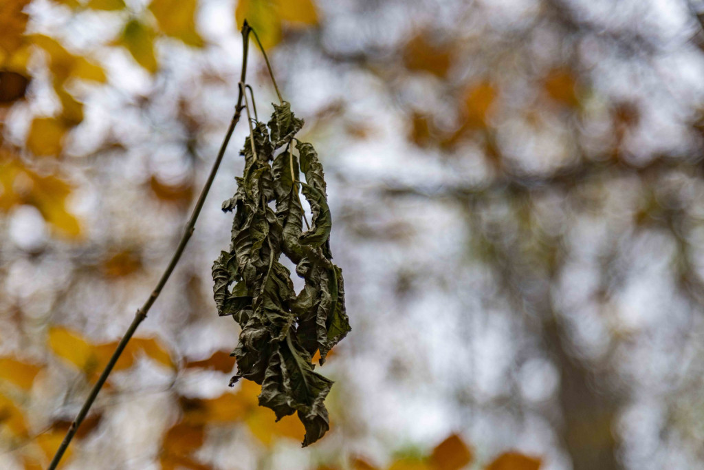 herbstlicher Wald