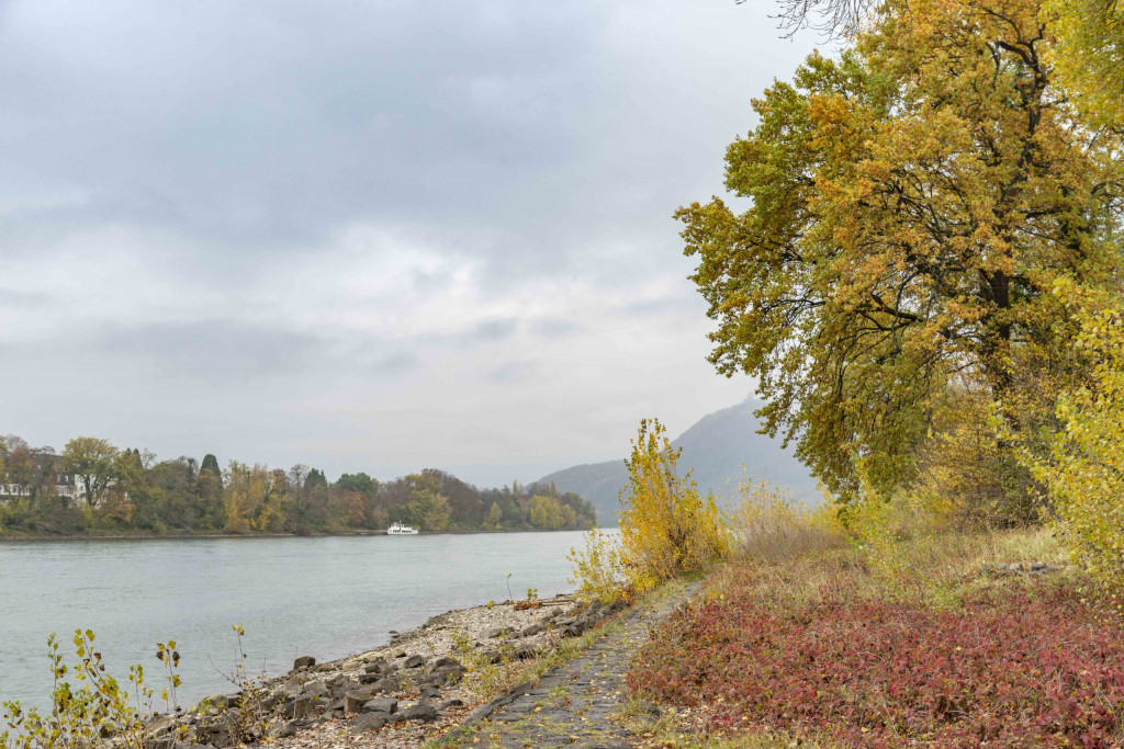 Blick von Grafenwerth über den Rhein