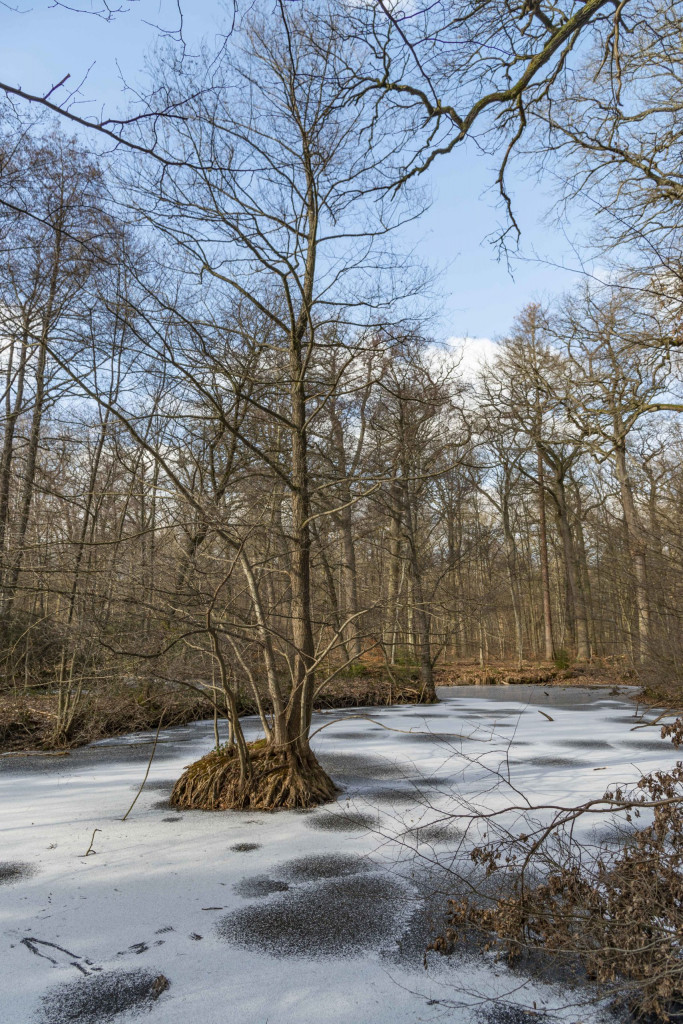 Maare im Kottenforst