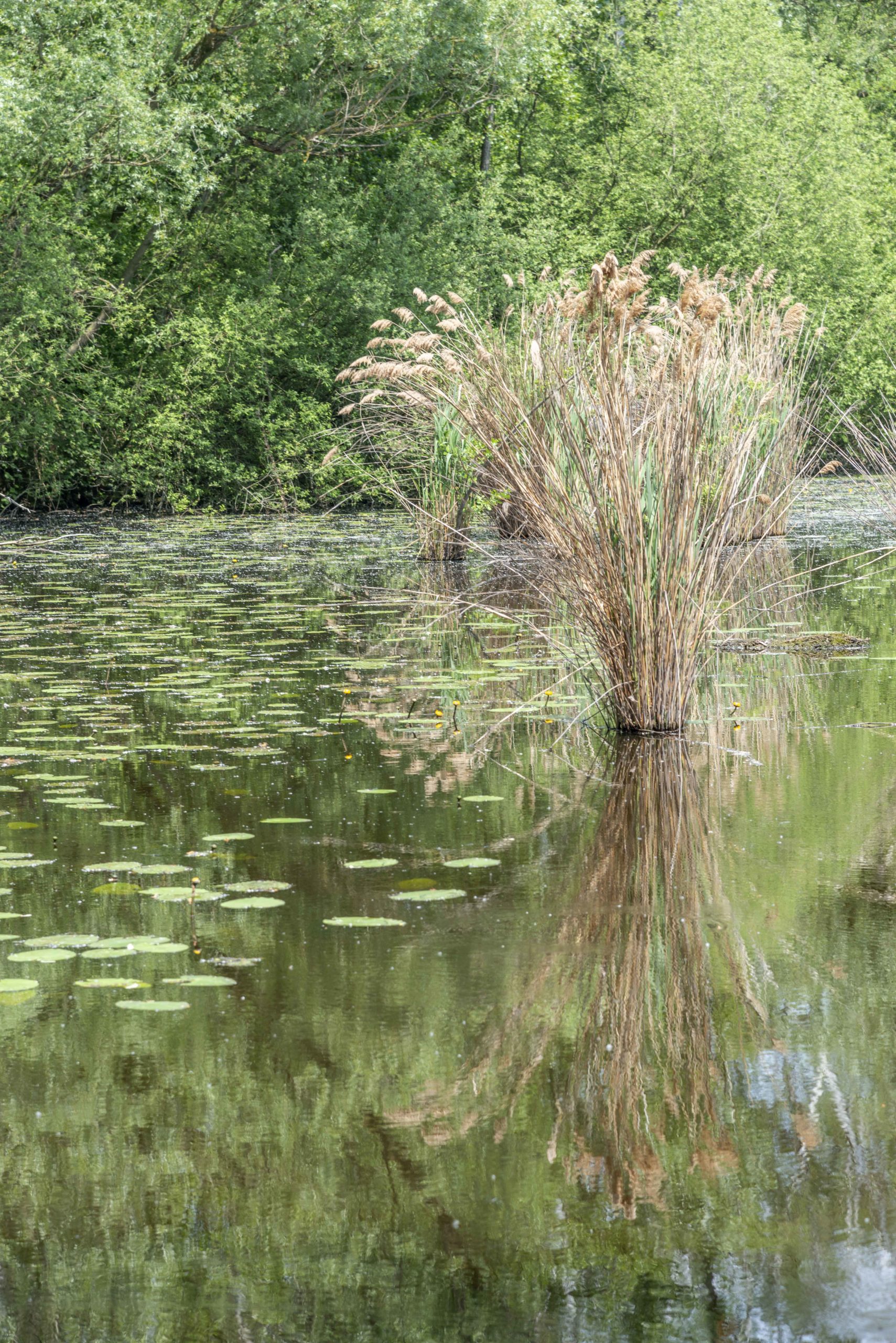 Karauschenweiher