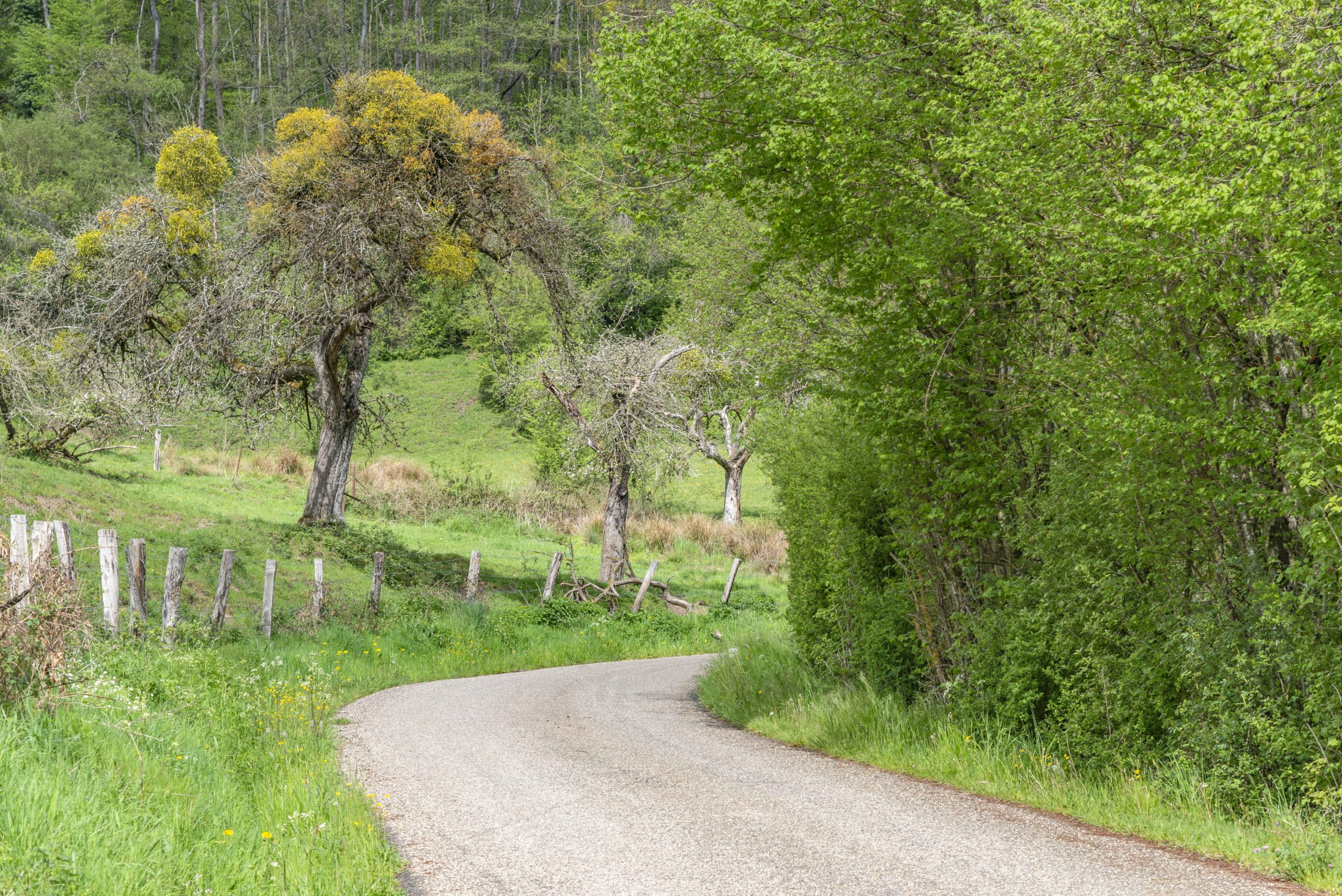 Wanderweg im Müllerthal Luxemburg