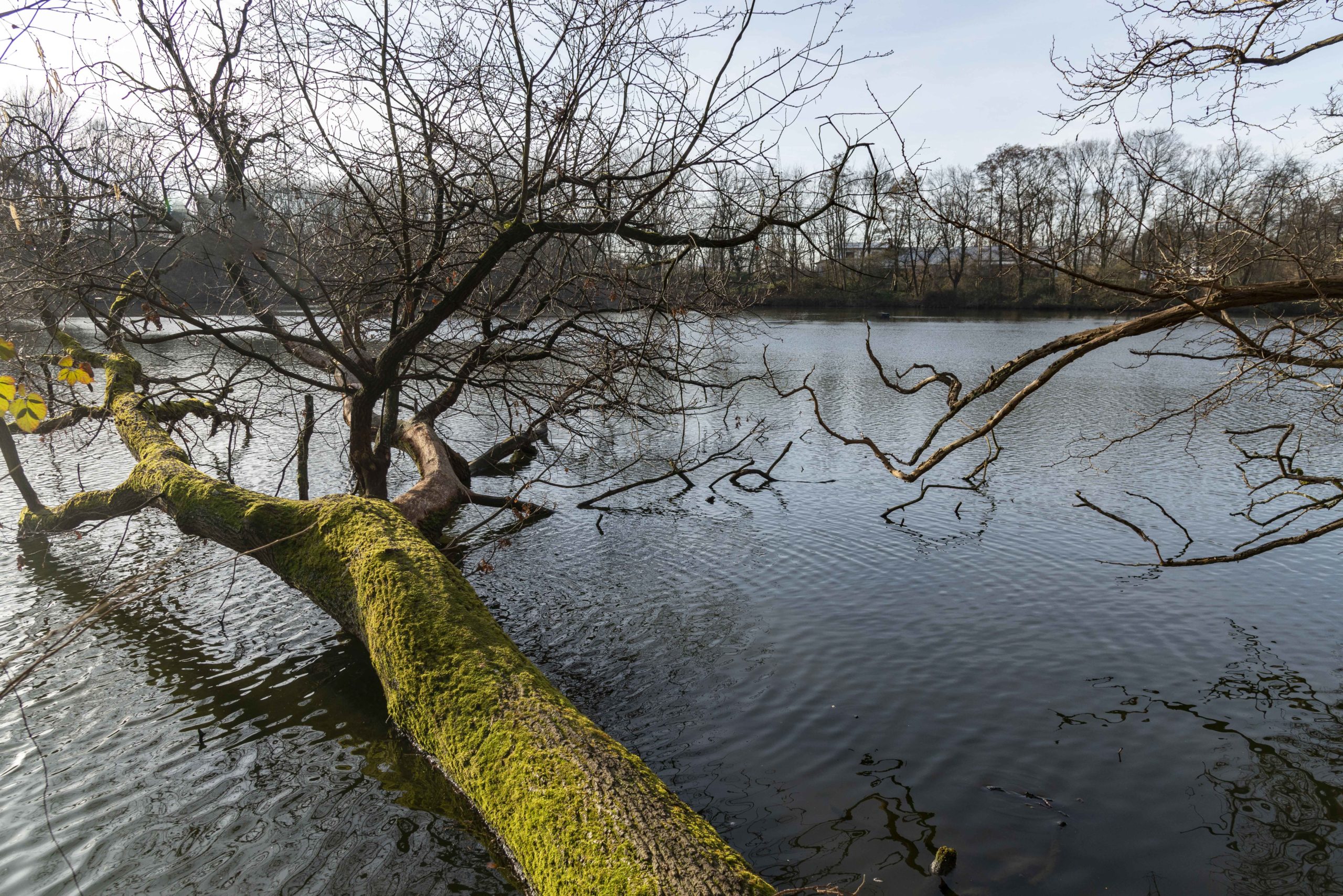 Am Trerichsweiher ragen die umgefallenen Bäume ins Wasser.