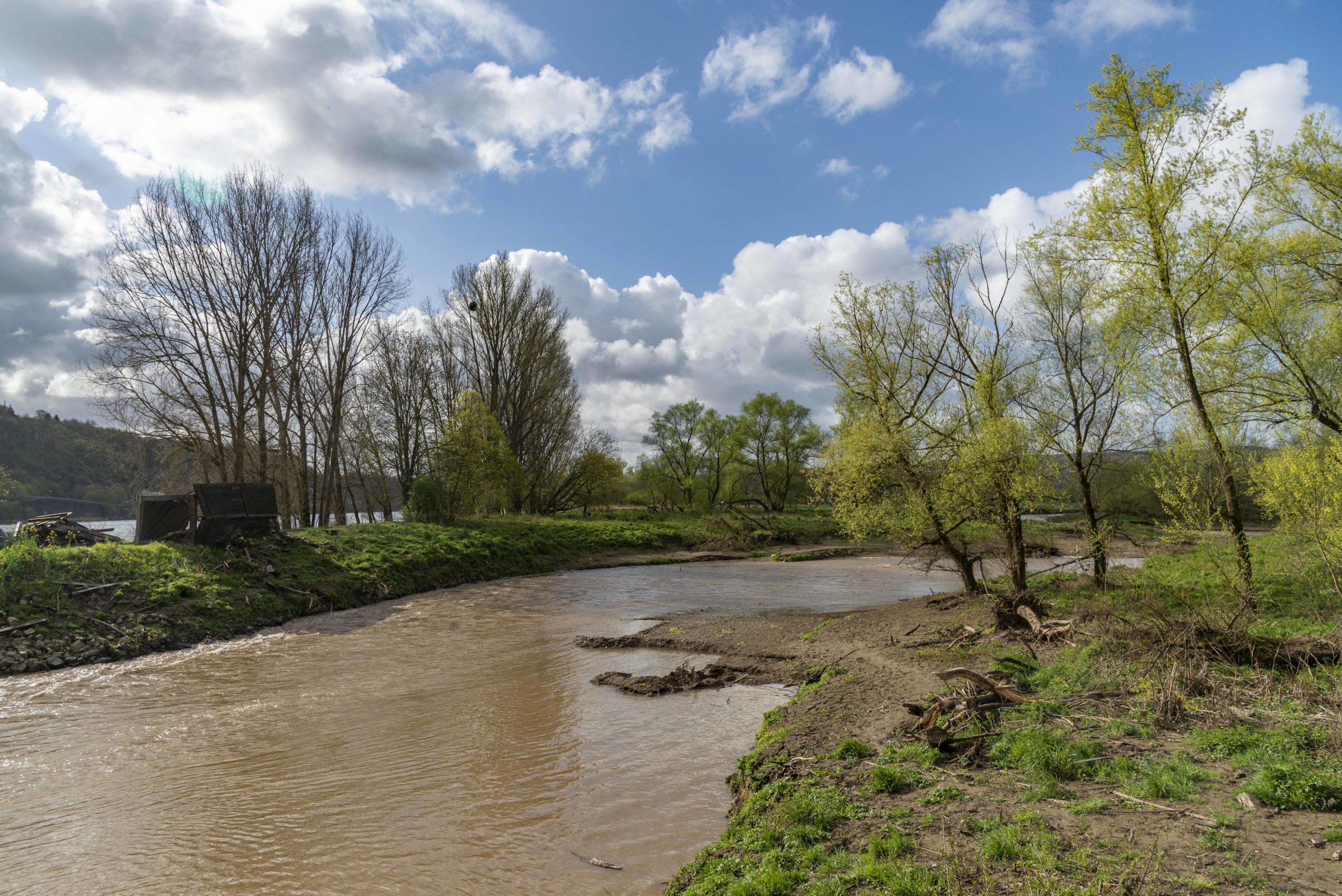 kurz vor der Mündung der Ahr in den Rhein