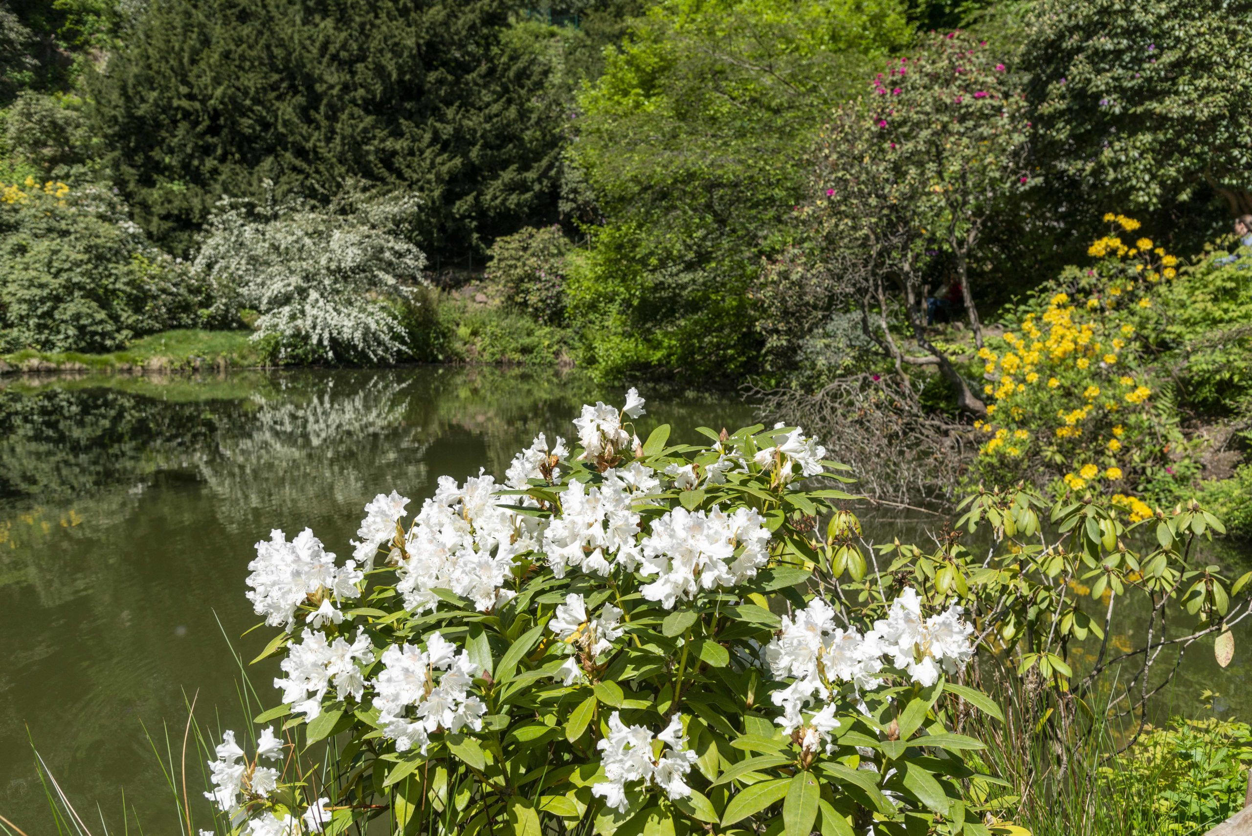 viel Wasser im Park