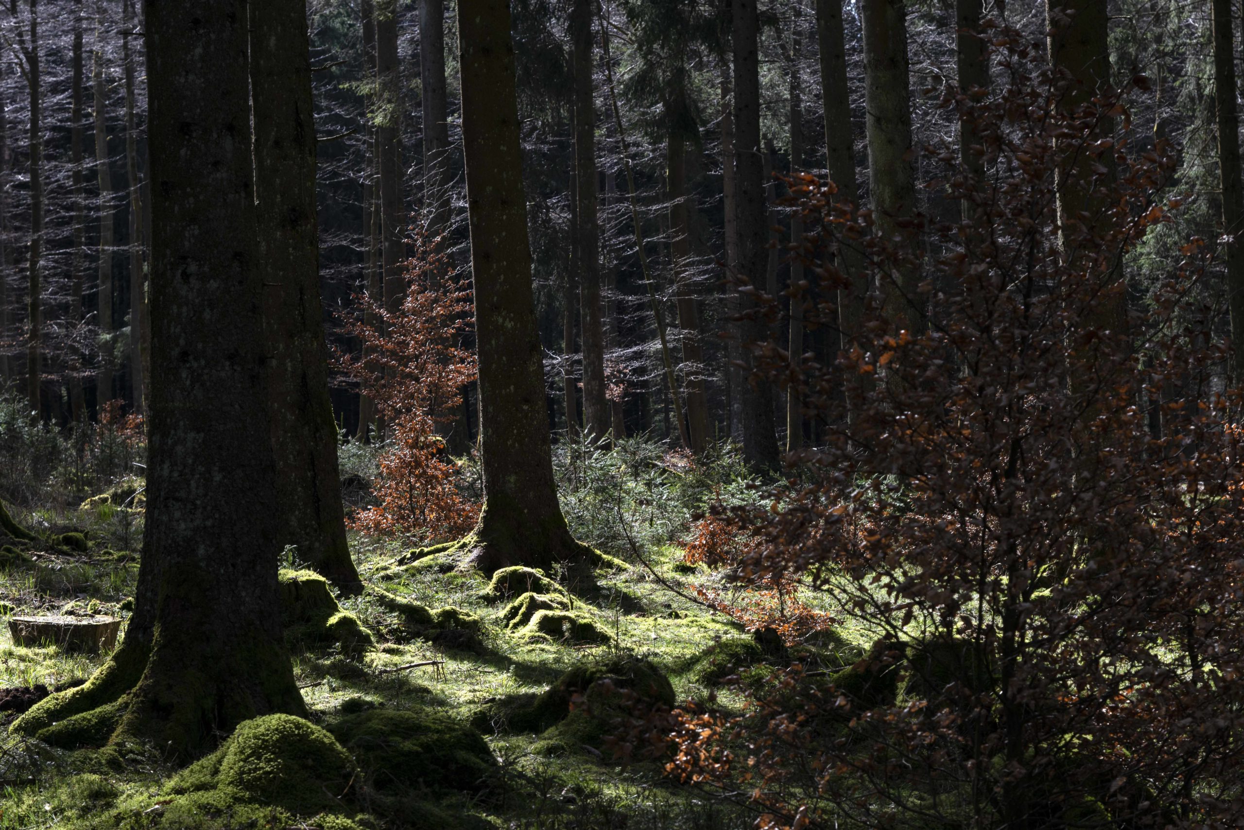 Moos im Eifelwald