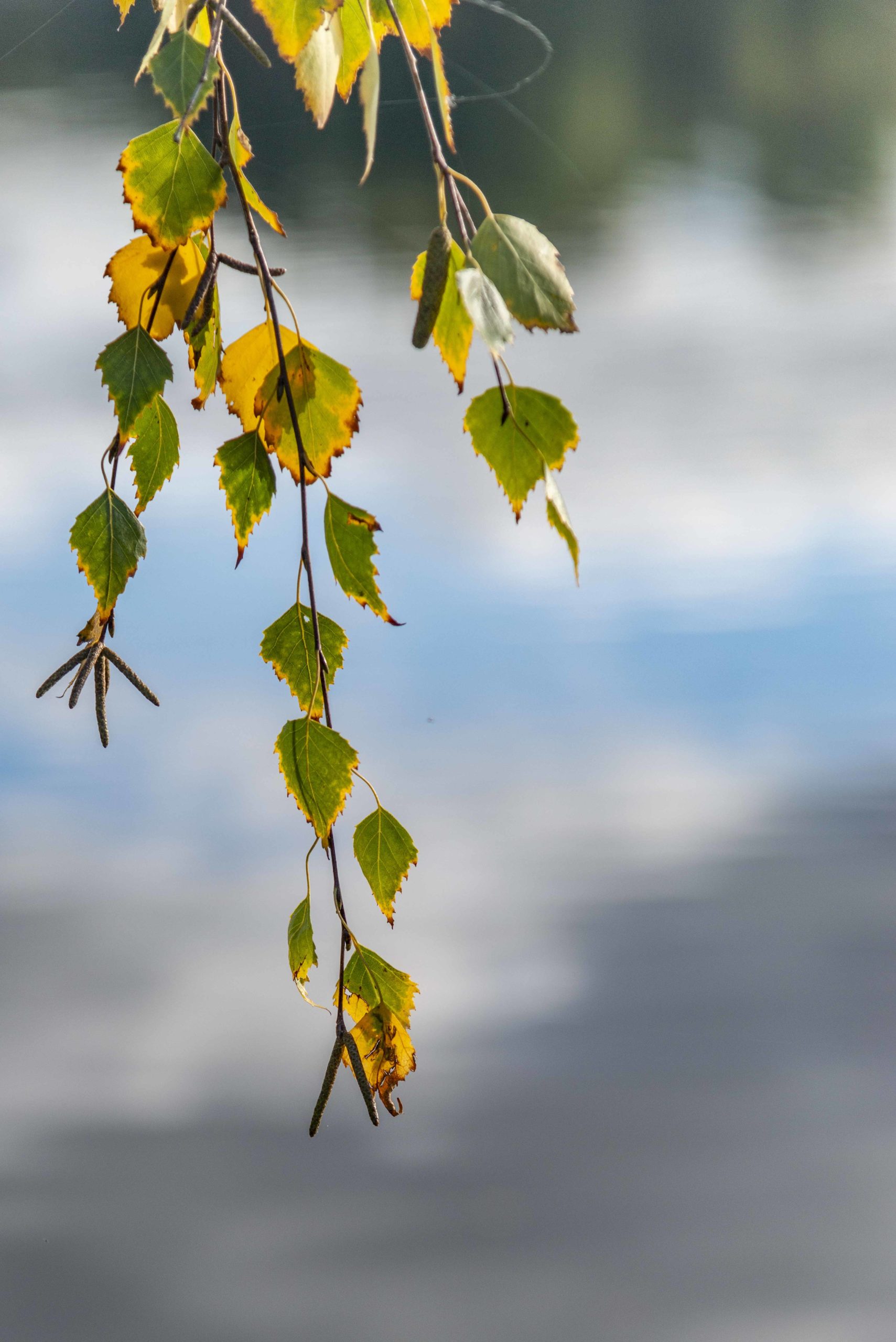 Herbst am Allersee