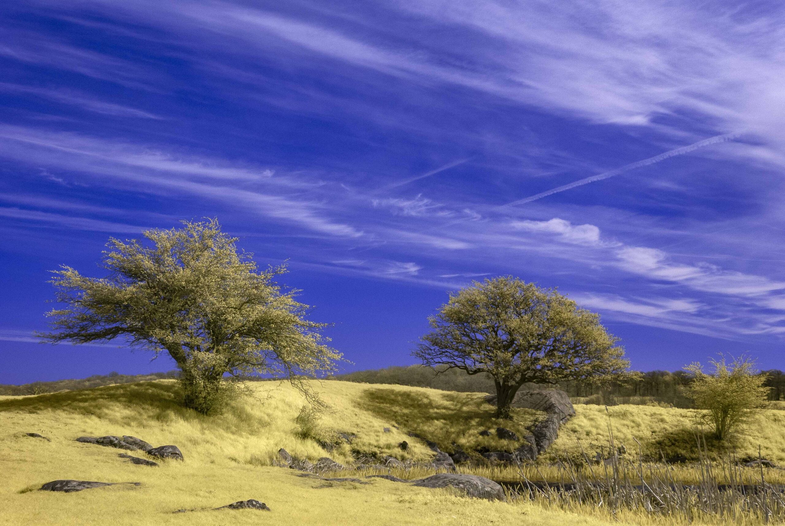 Infrarot-Foto in Farbe. Die Wiese wirkt wie vertrocknetes Gras.