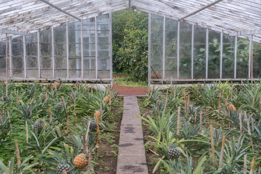 Ananas vor der Ernte auf den Azoren